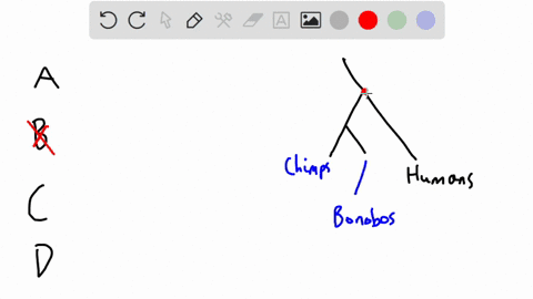 chimpanzees-are-aless-evolved-than-humans-bdirect-ancestors-of-humans-cthe-closest-living-relatives-of-humans-dboth-a-and-b-80605