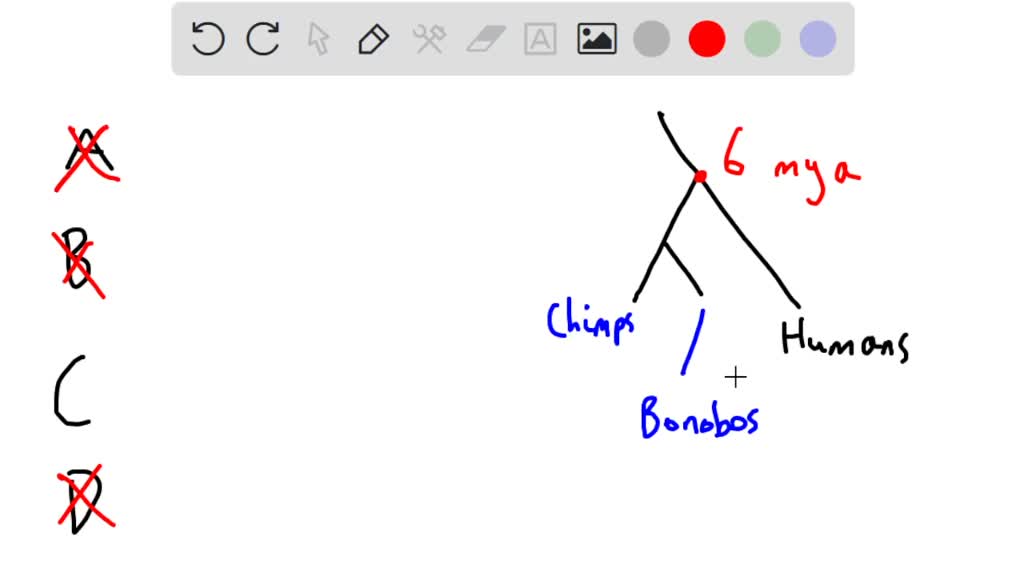 SOLVED: Chimpanzees are: A. Less evolved than humans B. Direct