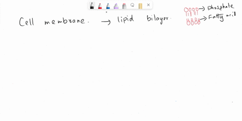 consider-your-knowledge-about-the-cell-membrane-and-check-all-of-the-true-statements-below-check-all-that-apply-cell-membranes-are-plesent-only-three-domains-of-life-waler-phospholipids-spon-72074