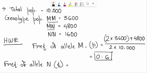 in-a-population-of-10000-individuals_-where-3600-are-mm-1600-are-nn-and-4800-are-mn-what-are-the-frequeneies-of-the-m-alleles-and-the-n-alleles-assuming-that-p-03-for-population-in-hardy-wei-67968