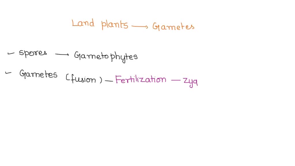 SOLVED In land plants, are gametes (sperm and egg) produced by meiosis