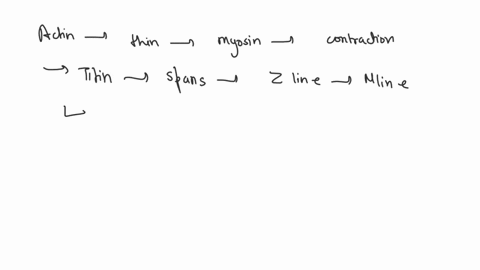which-of-the-following-proteins-in-the-skeletal-muscle-myofiber-anchors-thick-filaments-to-the-z-line-actin-titin-tropomyosin-myosin-42277