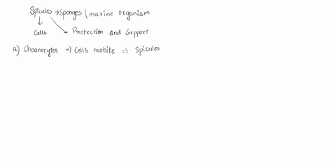 found-in-sponges-secrete-spicules-a-choanocytes-b-porocytes-c-amoeboid-cells-d-pinacoderm-e-sperm-cells-33347