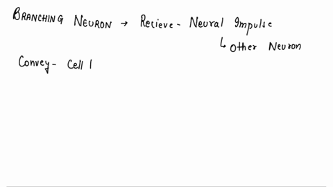 the-branching-neuron-structures-that-receive-neural-impulses-from-other-neurons-and-convey-them-toward-the-cell-body-are-called-_____-07274