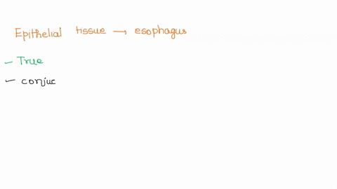 question-27-2pts-the-epithelial-tissue-type-covering-the-lining-of-the-esophagus-is-the-same-as-that-covering-the-oral-cavity-true-false-06463