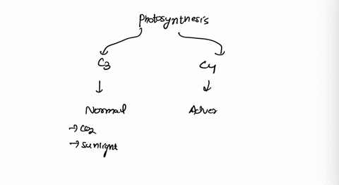 during-c4-photosynthesis-a-plants-use-less-atp-when-producing-sugar-b-plants-are-able-to-continue-pr-71481
