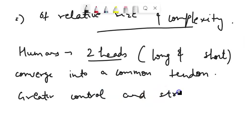 SOLVED: What is the structural difference between the biceps brachii of ...