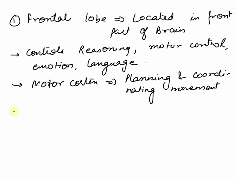 fete-questtom-what-part-of-your-corabral-cortex-procetses-thia-san-ery-qout-tonteney-scrors-the-back-ol-vour-hand-lutenan-waia-daahe-of-the-fly-oltrontal-lobe-occipital-lobe-temporal-lobe-li-29248