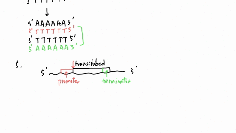 you-want-to-pcr-the-target-sequence-in-the-genomic-dna-shown-below-what-method-is-used-in-the-lab-to-cause-the-two-strands-of-genomic-dna-to-come-apart-denature-break-all-the-h-bonds-holding-18578