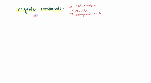 in-phloem-organic-compounds-flow-through-a-collenchyma-cells-b-sieve-elements-c-vessels-d-tracheids-39817