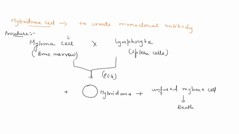 briefly-describe-1-what-do-you-need-to-prepare-hybridoma-or-how-do-you-set-up-fusion-of-the-cells-to-generate-hybridoma-2-in-which-medium-you-select-the-cells-that-are-producing-the-antibody-34277