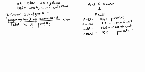 in-corn-the-allele-a-allows-the-deposition-of-anthocyanin-blue-pigment-in-the-kernels-seeds-while-aa-plants-have-yellow-kernels-at-a-second-gene-ww-or-ww-produce-smooth-kernels-while-ww-kern-73055
