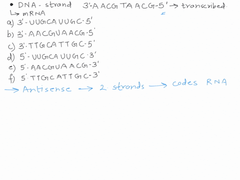 a-dna-strand-with-the-non-coding-antisense-sequence-3-aacgtaacg-s-is-transcribed-what-is-the-sequence-of-the-mrna-molecule-synthesized-3-uugcauugc-5-wh3-aacguaacg-5-h3-ttgcattgc-5-h5-uugcauu-29679