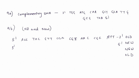 for-the-following-dna-strand-complete-the-following-pt-5-accgttcgacgtaaccgcatt-3-write-the-complementary-dna-strand-below-the-strand-5-acctac-gttcgacgtaaccgcatt-3-3-5-b-replicate-the-dna-str-07512