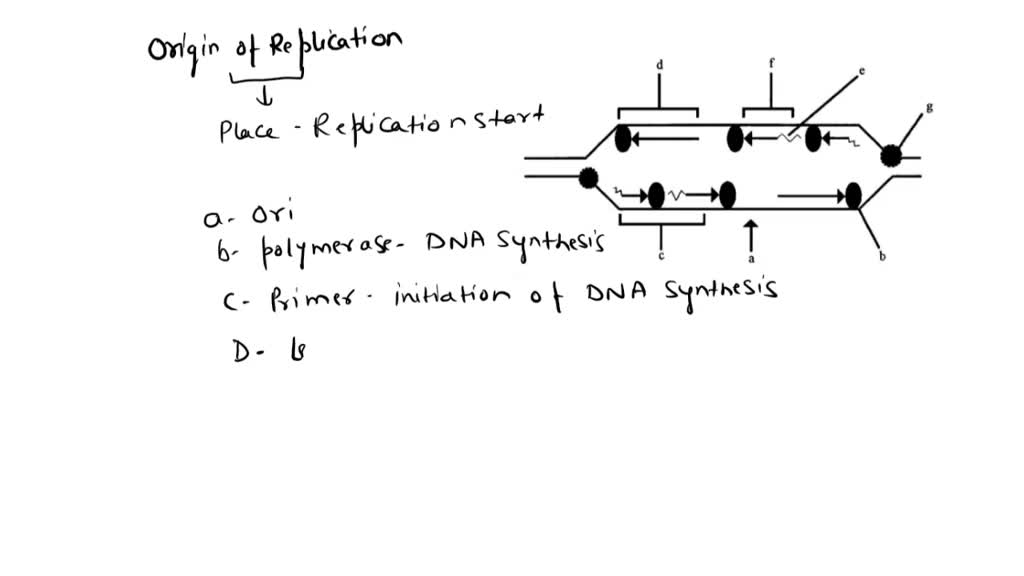 SOLVED: 'In the above diagram, which one is replication of origin ...