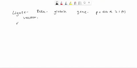 in-your-research-you-given-lwo-tubes-of-dna-tube-containg-purified-pcr-amplified-human-beta-globin-locus-that-about-2kb-in-size-this-pcr-product-has-intact-not-restriction-sites-flanking-the-80358