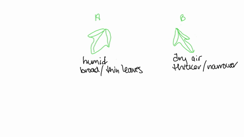 you-encounter-two-populations-of-the-same-species-of-slope-ivy-on-a-mountain-population-a-is-found-in-a-humid-valley-its-leaves-are-broad-and-thin-which-maximizes-sun-exposure-population-b-is-found-hi