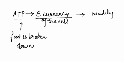 why-is-atp-called-the-cells-energy-currency-60483