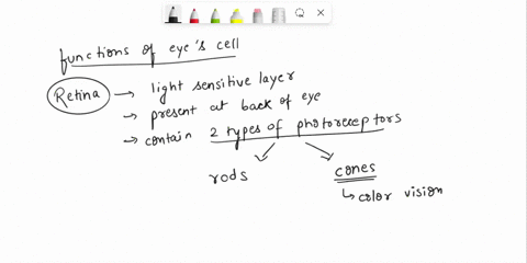 seth-is-chatting-with-his-friends-in-a-cafe-suddenly-the-power-goes-off-and-its-completely-dark-after-a-few-moments-hes-able-to-see-the-outlines-of-the-objects-and-people-nearby-which-cells-51263
