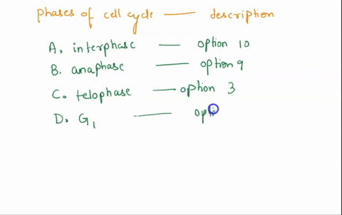 match-the-cell-cycle-stage-or-term-with-the-proper-description-terms-a-interphase-b-anaphase-c-telophase-d-g1-e-g2-f-prophase-g-metaphase-h-prometaphase-i-synthesis-j-cytokinesis-definitions-74222