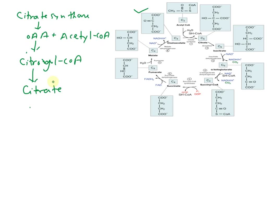 SOLVED 4.1 TCA Cycle Energetics and Regulation Citrate synthase