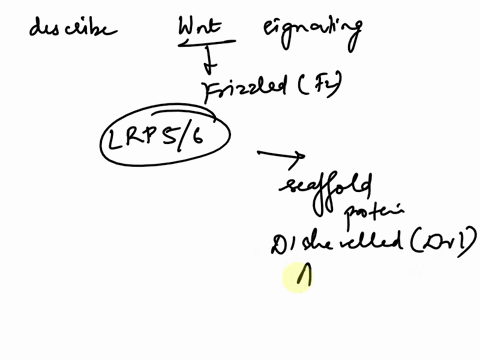 briefly-describe-the-canonical-wnt-signaling-pathway-58485