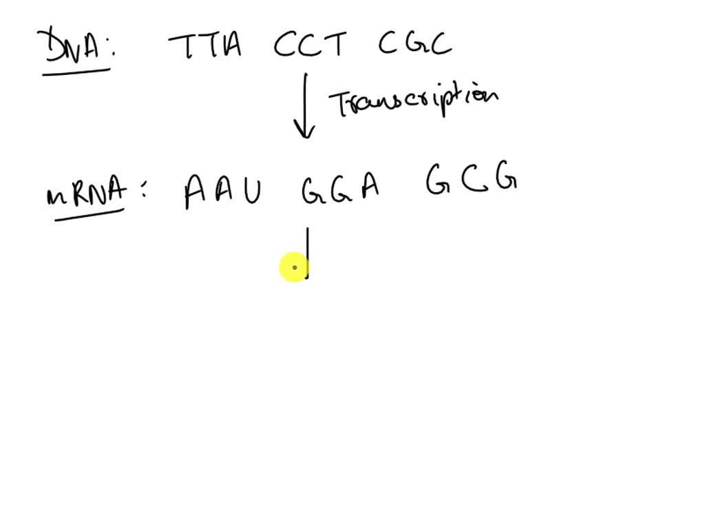 Solved Use The Genetic Code Chart In The Notes To Determine The Amino Acid Sequence Produced By