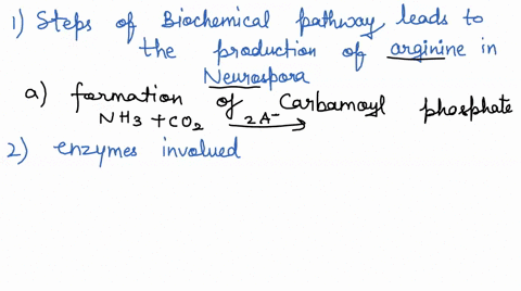 belay-diagram-describing-the-experiment-of-beadle-and-tatum-showing-the-lationship-between-peneand-proteinusing-reurosdona-heenmeel-elriceldnn-methods-ornahint-clinelli-amonine-croup-spolu-0-52973