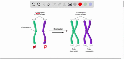 which-of-the-following-will-have-identical-alleles-for-all-genes-sister-chromatids-homologous-chromosomes-daughter-chromosomes-alleles-chromosomes-31921