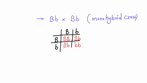 1-based-on-the-parents-genotypes-what-is-the-genotypic-ratio-expected-from-a-monohybrid-cross-between-the-two-parents-for-the-trait2-toss-the-coins-together-50-times-and-keep-a-tally-sheet-w-08744