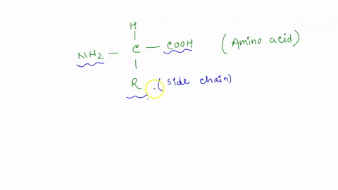 all-amino-acids-have-a-central-carbon-with-four-components-attached-to-it-one-of-these-components-is-called-the-r-group-which-of-the-following-best-describes-the-r-group-athe-r-group-gives-a-42159