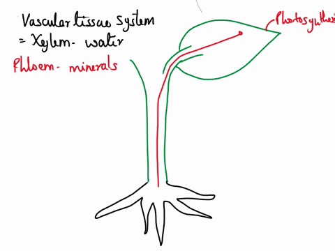 how-does-the-vascular-tissue-system-enable-leaves-and-roots-to-function-together-in-supporting-growth-and-development-of-the-whole-plant-45002