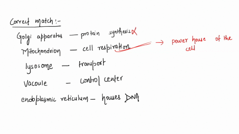 which-of-the-following-is-a-correct-matching-of-an-organelle-and-its-function-golgi-apparatus-protein-synthesis-mitochondrion-cell-respiration-lysosome-transport-d-vacuole-control-center-end-08924