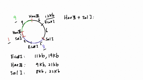 below-is-restriction-map-for-the-plasmid-pgenio2-total-length-30-kb-using-this-map-as-guide-give-the-number-of-restriction-fragments-along-with-their-associated-lengths-that-would-result-fro-68058