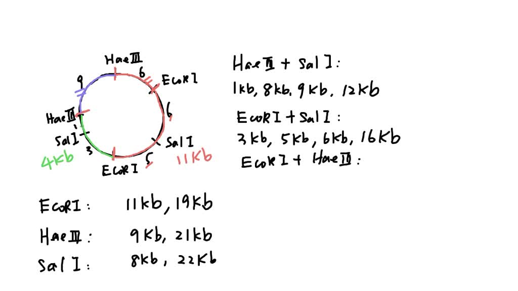 SOLVED Below is the restriction map for the plasmid pGENIO2 (total