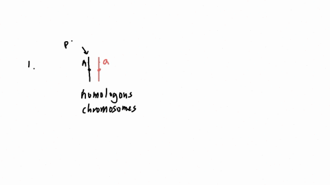 45-not-pictured-4-during-meiosis-1-the-chromosome-partners-separate-from-each-other-in-anaphase-1-cytokinesis-occurs-and-each-chromosome-goes-to-a-different-cell-5-during-meiosis-ii-in-two-cells-the-s