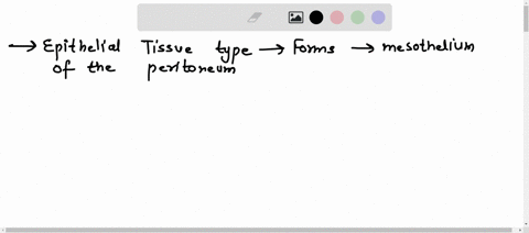 1-what-epithelial-tissue-type-forms-the-mesothelium-of-the-peritoneum-and-secretes-serous-fluid-into-the-peritoneal-cavity-2-what-epithelial-tissue-type-lines-the-stomach-and-its-microvilli-26583