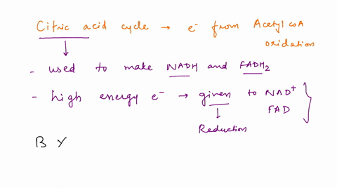 question-during-the-citric-acid-cycle-the-electrons-harvested-from-acetyl-coa-oxidation-reduce-electron-carriers-nad-and-fad-reduce-pyruvate-oxidize-electron-carriers-nad-and-fad-oxidize-02-09868