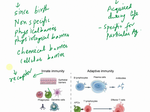 how-innate-immune-and-adaptive-immune-system-works-together-49787