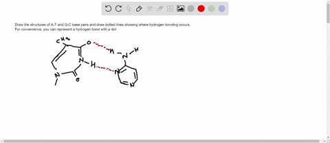 draw-the-structures-of-a-t-and-g-c-base-pairs-and-draw-dotted-lines-showing-where-hydrogen-bonding-occurs-for-convenience-you-can-represent-a-hydrogen-bond-with-a-dot-15522