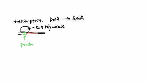 whlch-of-th8-following-is-not-a-essential-part-of-transcription-eukaryotes-ana-polymarase-ana-nucloolides-promoier-tnnscriplon-iaorots-rna-primor-58565