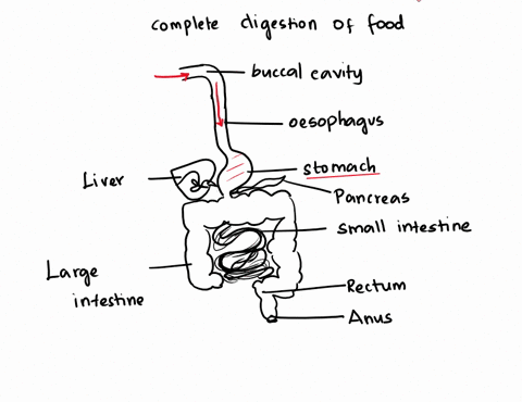complete-digestion-of-food-molecules-occurs-in-a-stomachb-small-intestine-c-large-intestine-d-buccal-cavity-05013