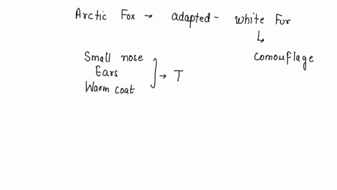 the-arctic-fox-is-uniquely-adapted-to-its-environment-with-white-fur-for-camouflage-a-small-nose-and-ears-and-warm-coat-to-prevent-heat-loss-and-strong-paws-for-running-and-hunting-which-sta-92224