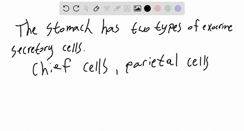 the-stomach-has-two-types-of-exocrine-cells-chief-cell-which-secrete-an-inactive-form-of-the-protein-degesting-enzymes-pepsinogen-and-parietal-cells-which-secrete-hydrochloric-acid-that-acti-67545