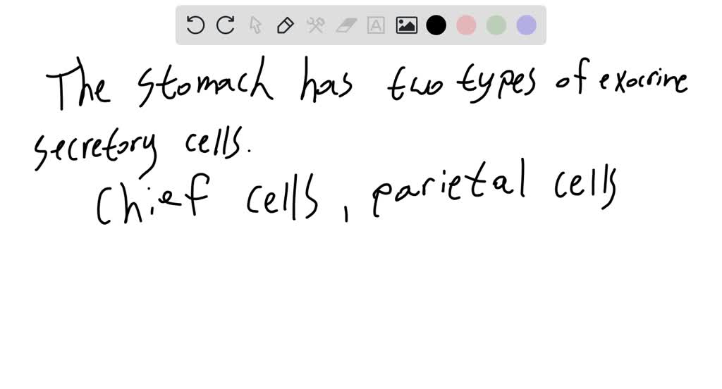 SOLVED The stomach has two types of exocrine cells, chief cell which