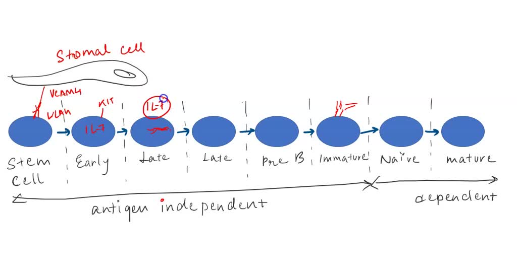 SOLVED: Draw A Branched Diagram Illustrating B Cell Development ...