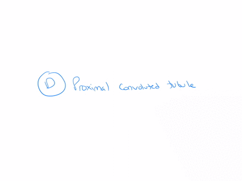 6-which-of-the-following-is-responsible-for-the-reabsorption-of-water-and-important-substances-in-the-nephron-a-renal-corpuscle-b-loop-of-henle-c-glomerulus-d-proximal-convoluted-tubule-e-distal-convo