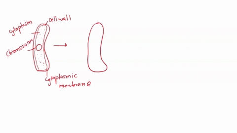 bacteria-reproduce-asexually-by-a-mitosis-b-meiosis-c-conjugation-d-binary-fission-24402