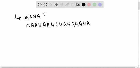question-3-for-the-following-mrna-sequence-write-the-amino-acid-sequence-that-would-result-from-these-mrna-codons-use-three-letter-codes-for-amino-acids-assume-transcription-and-translation-22002
