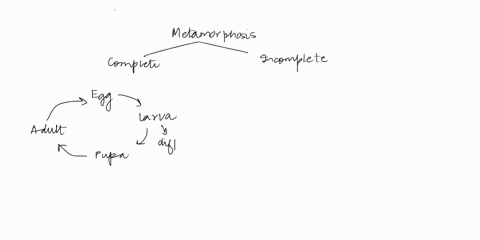incomplete-metamorphosis-a-is-characterized-by-distinct-larval-and-adult-stages-that-do-not-compete-42687